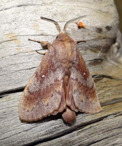 Réf. 212 785 : Dendrolimus pini